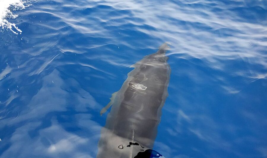 Agia Galini: South Crete Sailing Trip with Optional Lunch - Paximadia island time: where the snorkeling and dolphin hopes come together