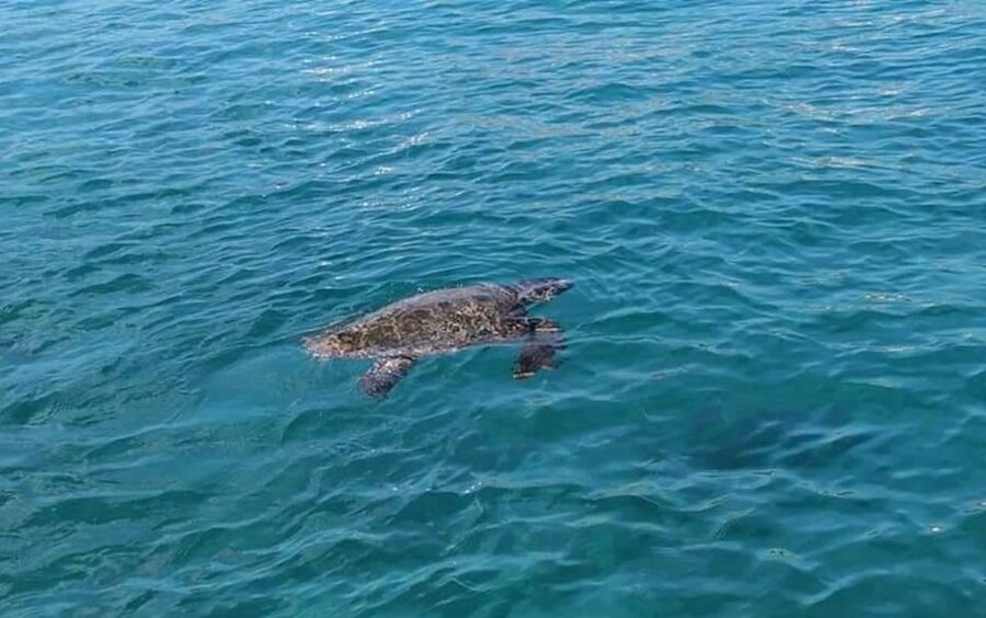 Agios Sostis: Marathonissi, Keri Caves, and Turtle Spotting - What to bring for Keri Caves and Marathonisi (no overpacking)