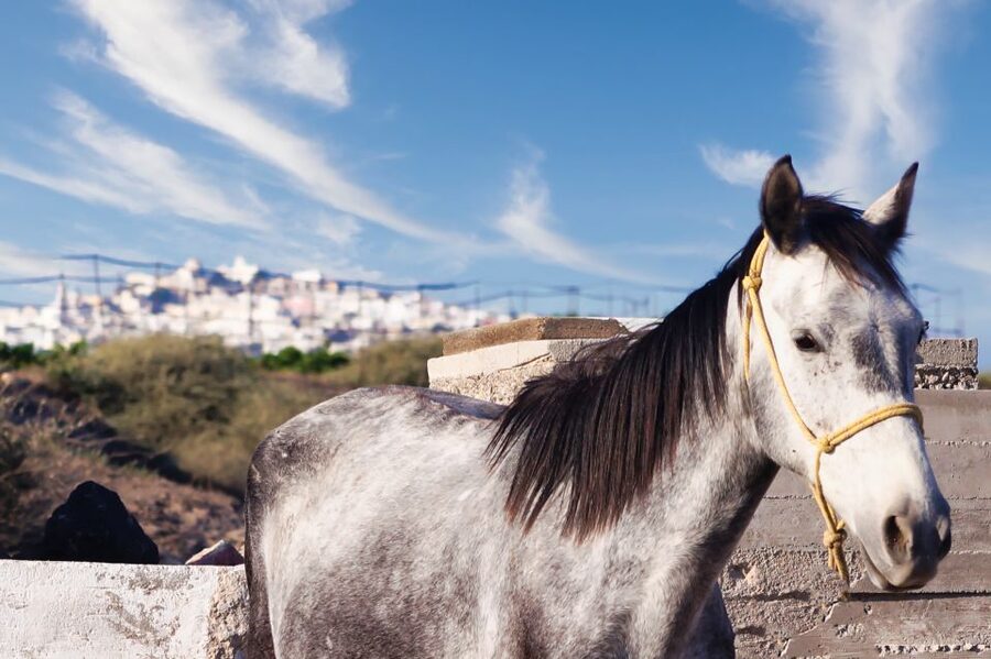 Akrotiri: Guided Horseback Riding Day Trip to a Beach - Key Things That Make This Ride Worth Your Time