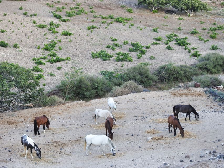 Akrotiri: Guided Horseback Riding Day Trip to a Beach - Who This Tour Fits Best (and Who Should Skip It)