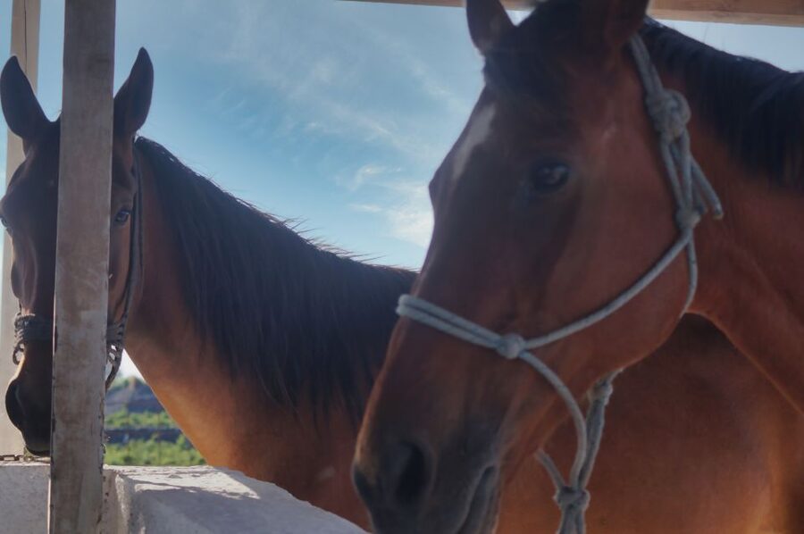 Akrotiri: Guided Horseback Riding Day Trip to a Beach - Transport and Location Reality: Plan for the Dirt Road