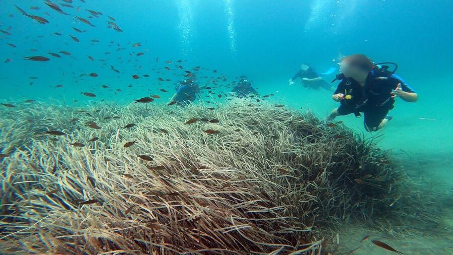 Athens East Coast: Discover Scuba Diving in Nea Makri - Shallow Practice, Then the 5-6 Meter Underwater Session