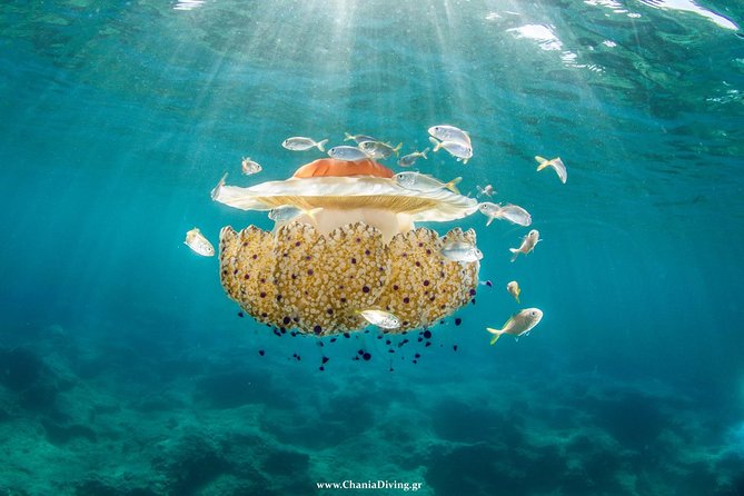 Boat Trip in Crete with Guided Snorkeling and Free Pick up! - Guided snorkeling that works for first-timers