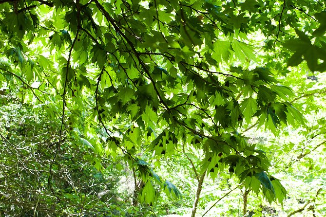 Butterfly Valley & Wine, Olive Oil, Honey Tasting Tour (Small Group) - Meeting Point and Hotel Pickup, Without the Headache