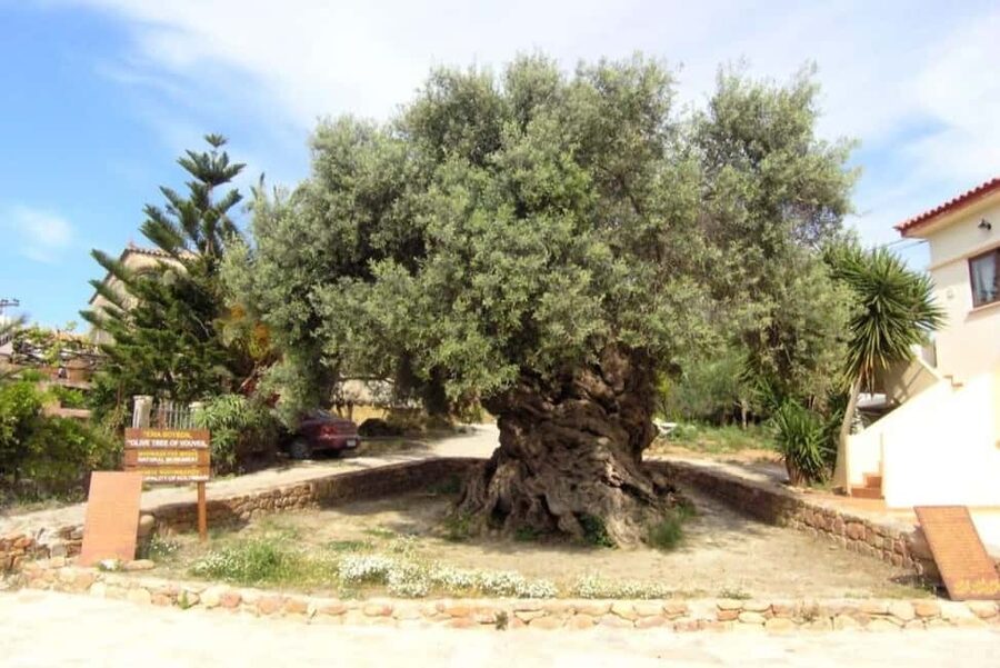 Chania Area: Food Tasting Tour with Winery Visit - The plan: a tight 7 hour loop through Vouves, Perivolakia, and Kissamos