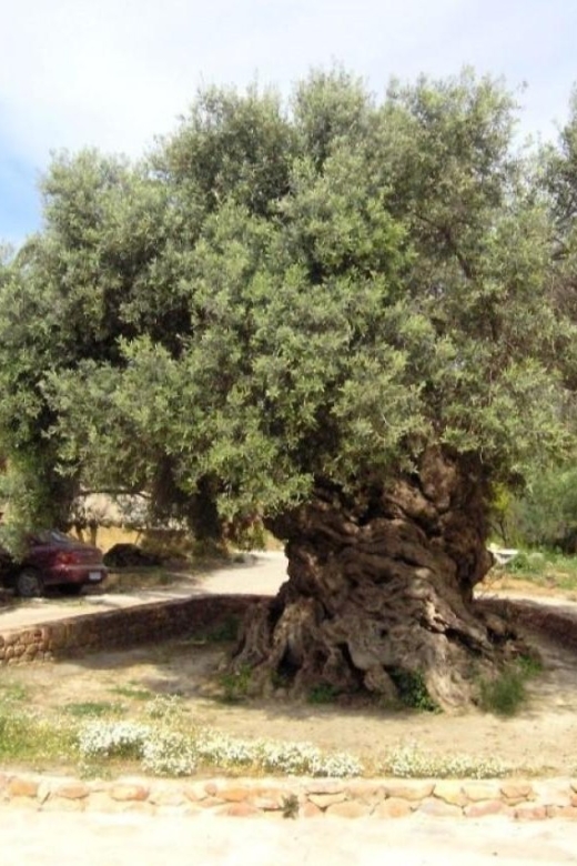 Chania Area: Food Tasting Tour with Winery Visit - Pnevmatikakis Winery in Kissamos: wine lessons plus tasting pairings