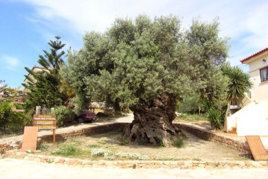 Chania Area: Food Tasting Tour with Winery Visit - What you actually taste: olive oil, cheese, honey, bread, and the platter meal