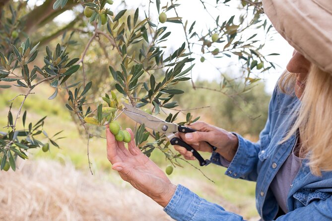 Cretan Wines & Olive oil tour - The treasures of Crete - Practical tips to make the day smoother