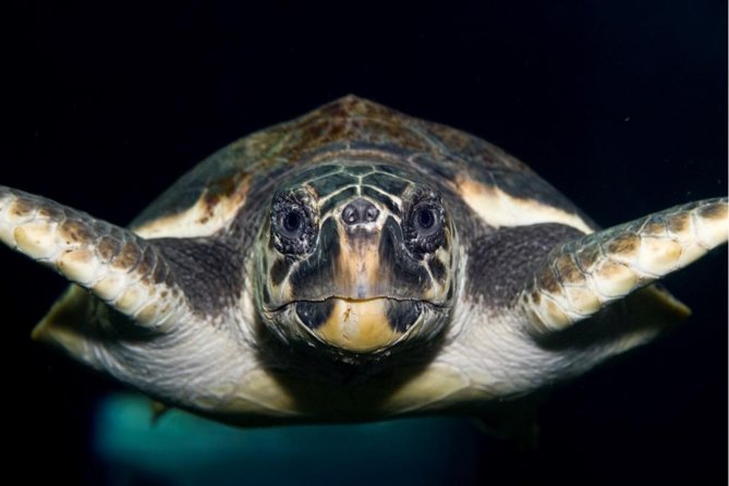 CRETAquarium Entrance Ticket in Crete - Key things to know before you go