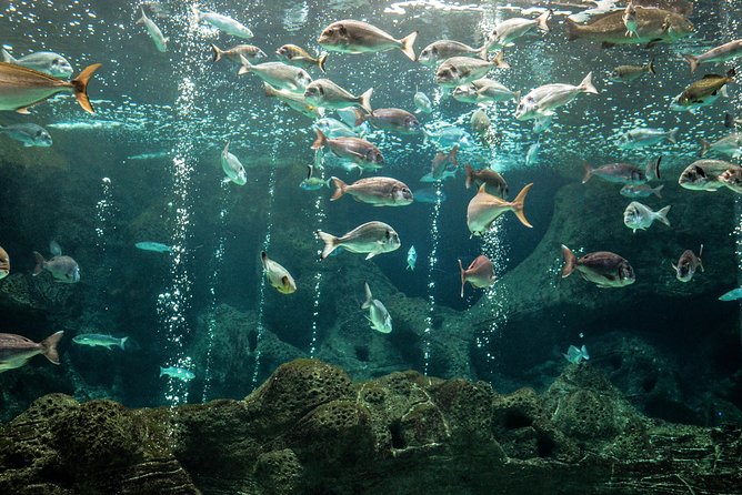 CRETAquarium Entrance Ticket in Crete - Best time to go: using hours to avoid stress
