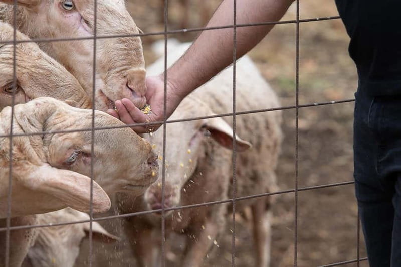 Crete: Farm Visit with Cheese Tasting and Milking Experience - Beyond the cheese: artificial lake, herb garden, vegetable patch, and the playground