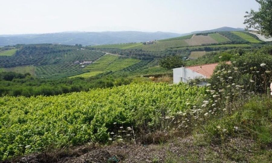 Crete: Full-Day Cretan Wines, Olive Oil, Raki and Food Tour - Traditional tavern lunch: local specialties and a very Cretan break