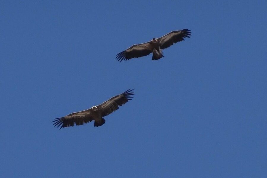 Crete: Land Rover Safari on Minoan Route - Greek Mythology Park and lunch on the Lassithi Plateau