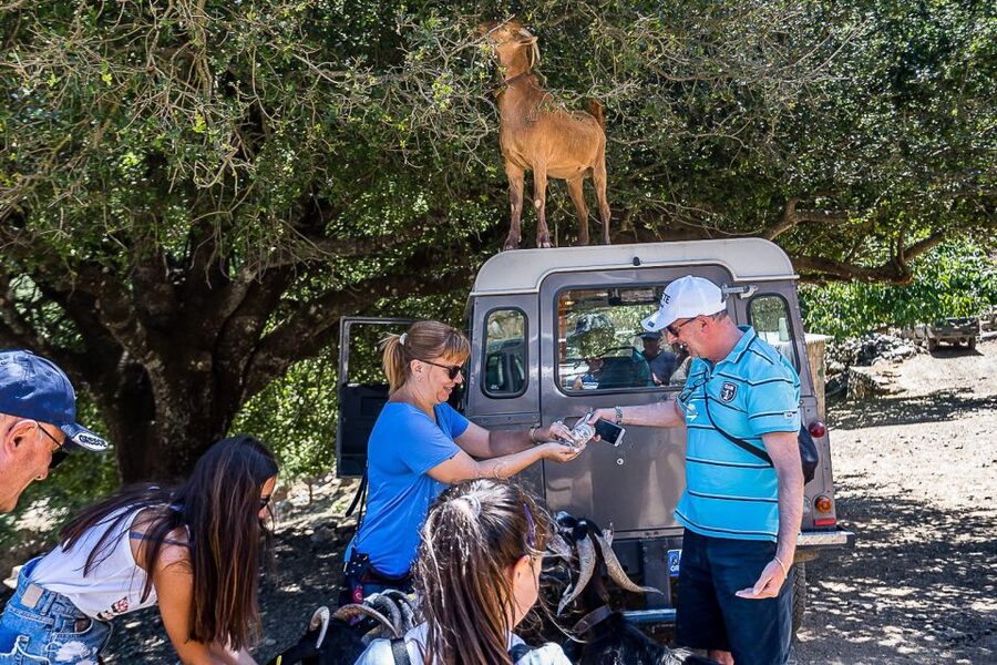 Crete: Land Rover Safari on Minoan Route - Feeding animals and tasting cheese made traditionally