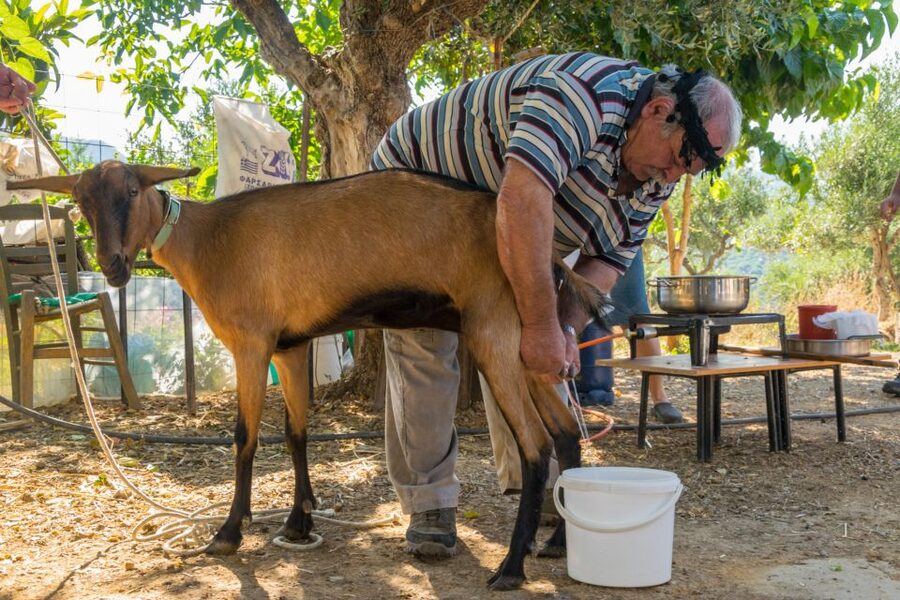Crete: Lasithi Plateau and Cave of Zeus Off-Road Safari Tour - Potamies village farm stop: milking, cheese, and the everyday heart of Crete