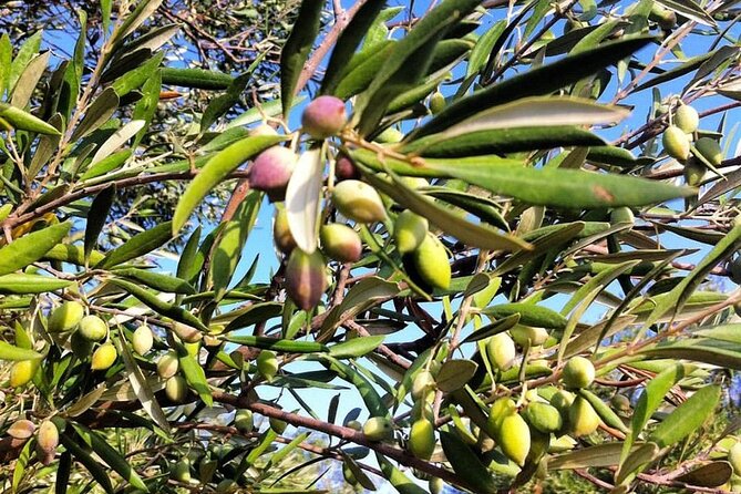Crete: Olive Oil, Soap, Wine, Raki - Flavorful Culinary Journey - Handmade soap workshop: the olive oil ingredient you can touch