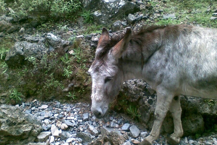 Crete: Samaria Gorge Hiking with transfer and expert Escort - Agia Roumeli: how the midday stop keeps you sane