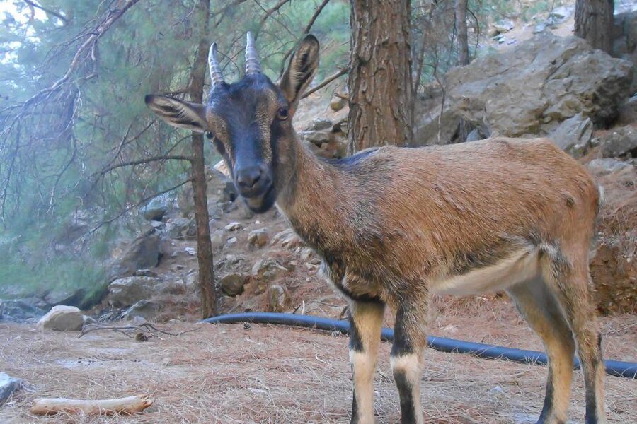 Crete: Samaria Gorge Hiking with transfer and expert Escort - Guides and safety: what an expert escort actually changes