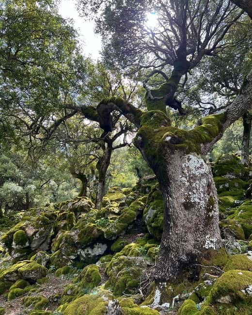 Crete: Sarakina Gorge, Forests, and South Coast Safari - Off-Roading Through Inland Crete: Why the Vehicle Choice Matters