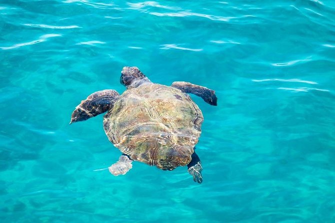 Cruise to turtle's island and caves with a glass bottom boat - Glass-bottom boat reality check (and how to avoid disappointment)