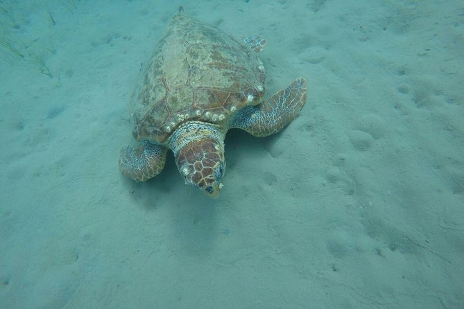 Cruise to turtle's island and caves with a glass bottom boat - How timing and group size shape your experience