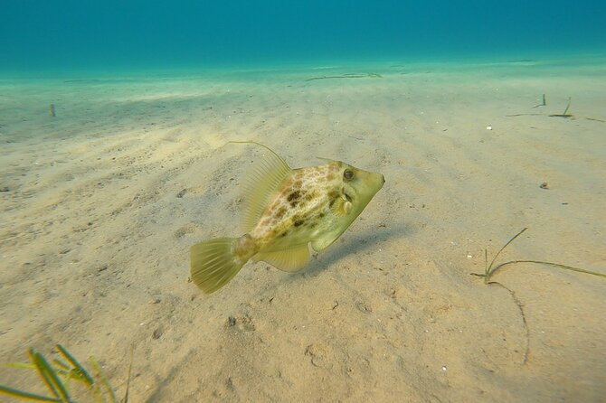 Discover Small Group Scuba Diving Experience in Nea Makri, Athens - Photos and videos afterward: how to make it feel worth it