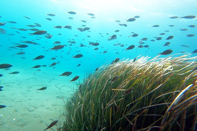 Discover Small Group Scuba Diving Experience in Nea Makri, Athens - Price and value: is $108.61 fair for a 4-hour beginner program?