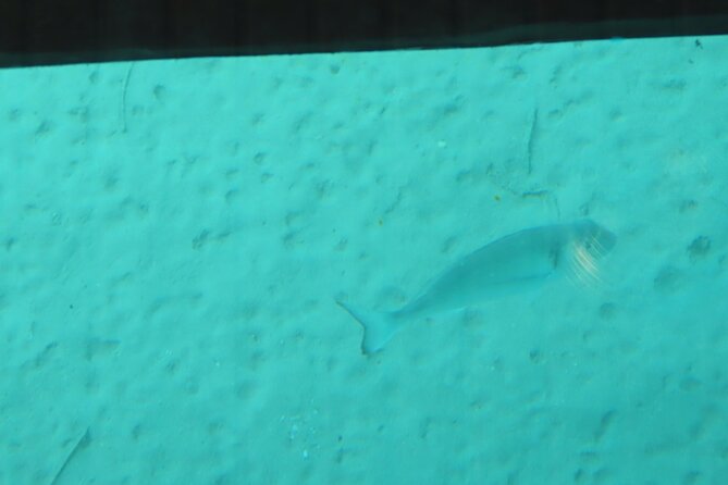 Dory's Glass Bottom Boat Adventure in Pserimos and Pserimos Beach - Price and Value: How $24.19 Works for Your Time