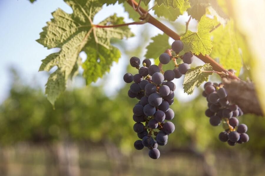 Evening of Wine and Scenic Views in Skiathos - The Vineyard Tour Part: What You Learn Before the Wine