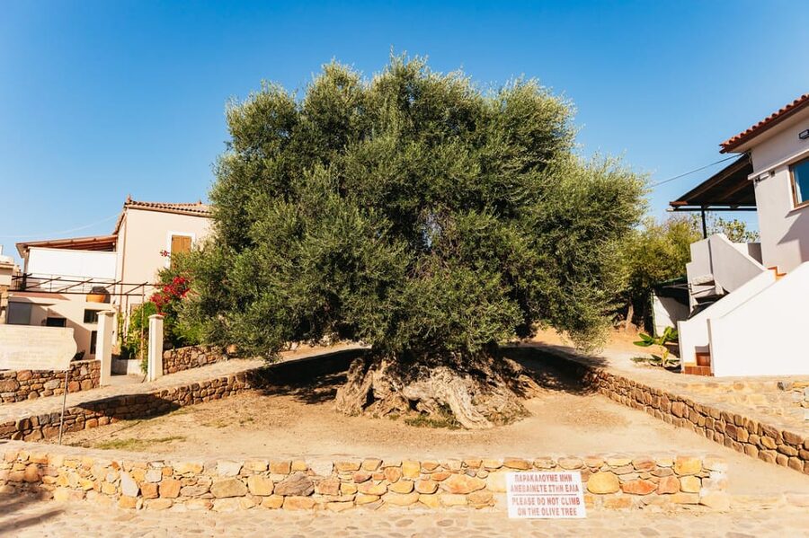From Chania: Elafonisi and Falasarna Guided Tour with Snacks - Key things to notice before you book
