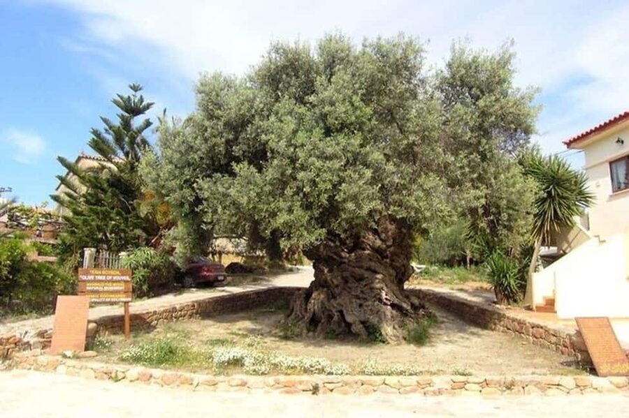From Chania: Olive Oil, Wine, Cheese & Honey Tasting Tour - Key Points Worth Knowing Before You Go
