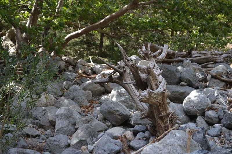 From Chania: Samaria Gorge Hike with Local Mountain Guide - Agia Roumeli: the payoff swim, village lunch, and how to manage your energy