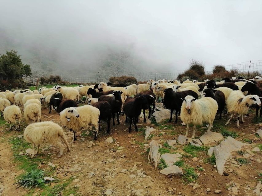 From Chania: White Mountains Land Rover Safari - Key Highlights You’ll Actually Care About