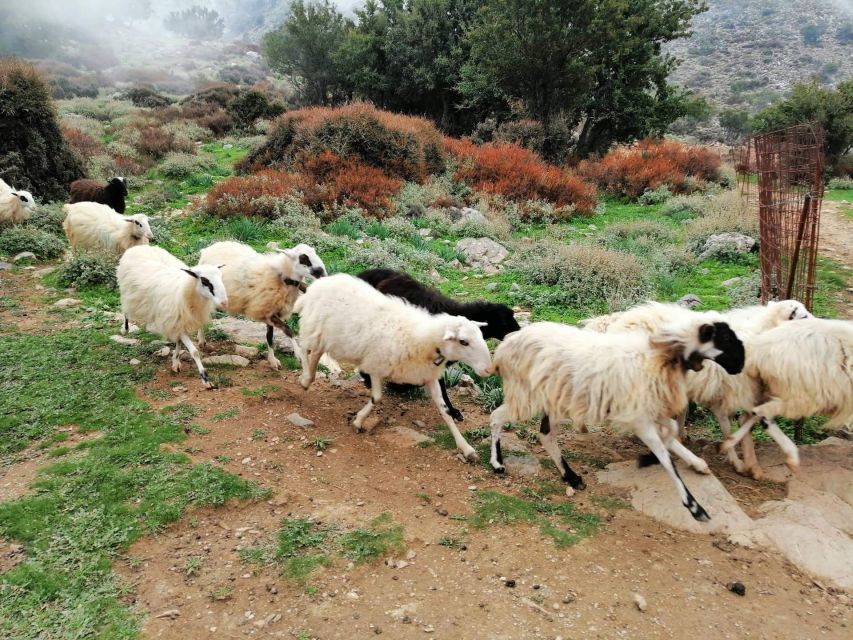 From Chania: White Mountains Land Rover Safari - Who This Tour Fits Best, and Who Might Want Something Else