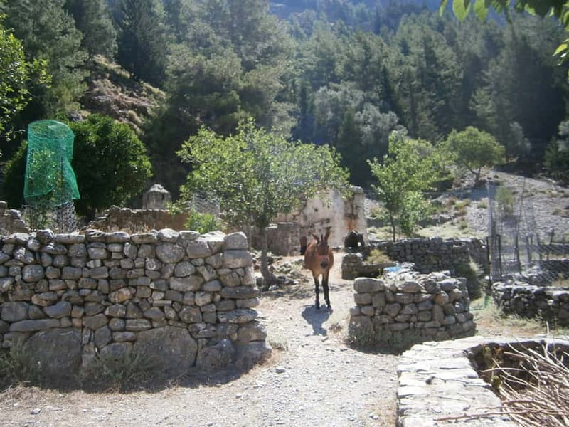 From Georgioupolis: Roundtrip Transfer to Samaria Gorge - How the 17 km descent really feels (and how to pace it)