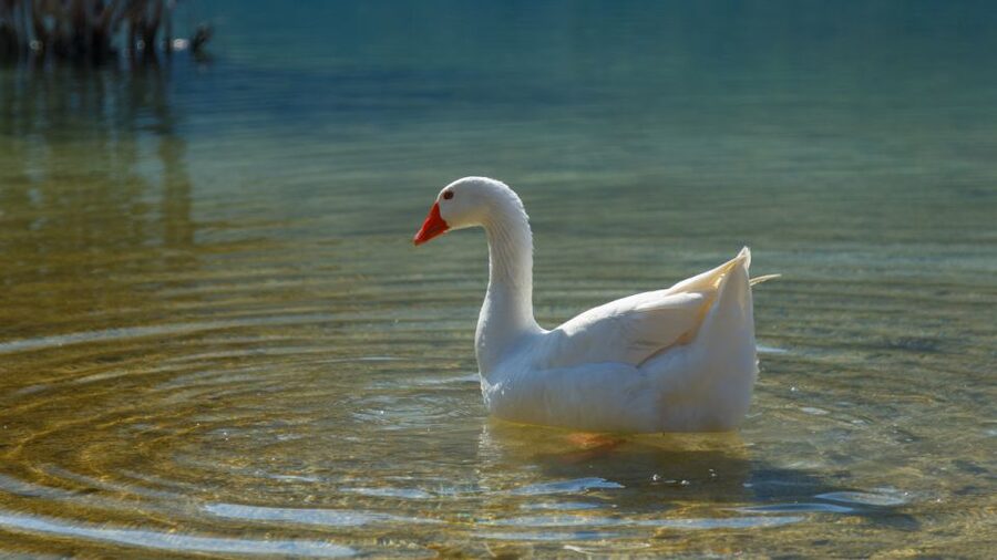 From Heraklion: Chania Town, Kournas Lake, and Rethymno Tour - What you get for $56, and what you pay extra