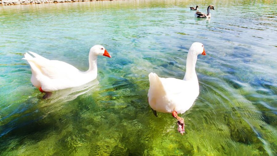 From Heraklion: Chania Town, Kournas Lake, and Rethymno Tour - Who this tour fits best (and who should skip it)