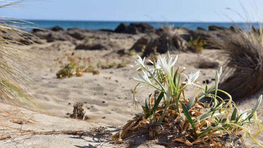 From Heraklion: Elafonisi Beach Day Tour with Pickup - What Makes This Tour Good Value for $64