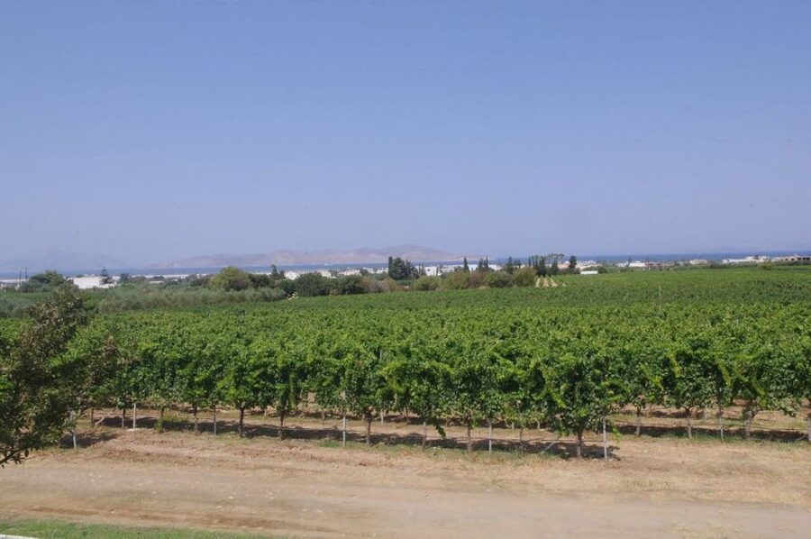 From Kos: Tour of 2 Wineries with Wine Tasting & Small Bites - Price and Value: What You’re Actually Buying for $73
