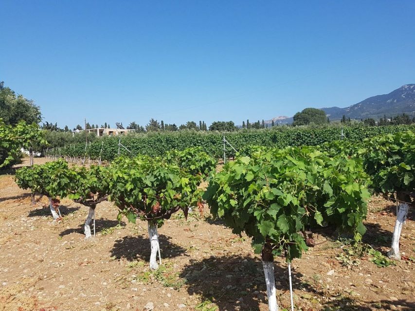 From Kos: Tour of 2 Wineries with Wine Tasting & Small Bites - Akrani Winery Near Mount Dikaios: The More Detailed Tasting