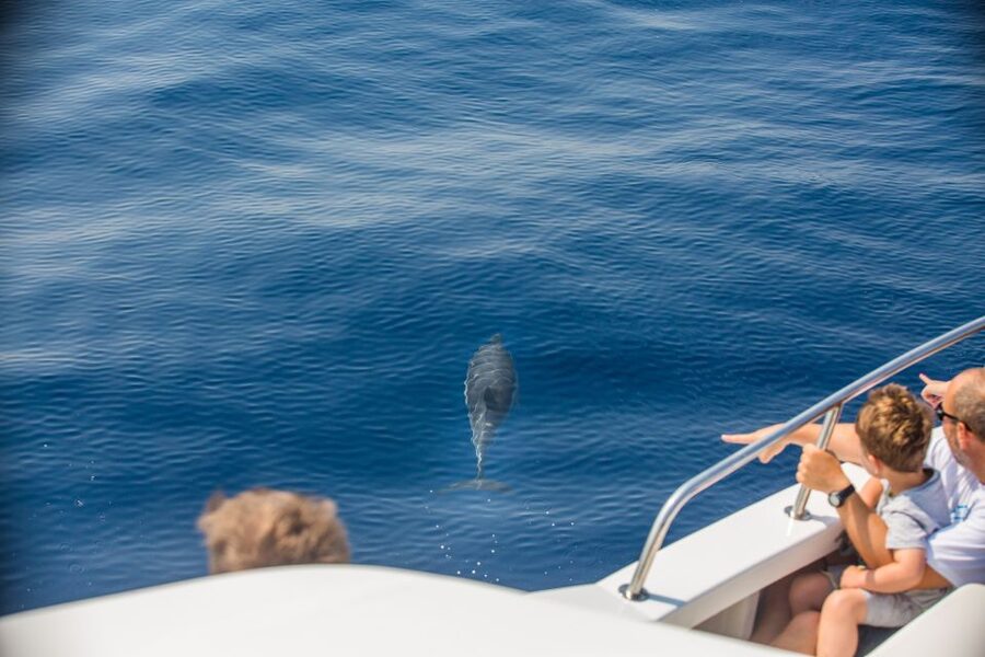 From Lefkimmi: Paxos, Antipaxos & Blue Caves Speedboat Tour - Antipaxos island and the 1.5-hour swim, where the water does the talking