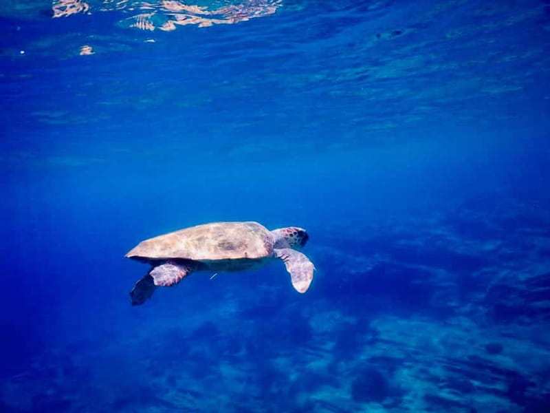 From Milopotas: Ios Island Scenic Snorkeling Cruise - Weather, safety, and how to be comfortable for 3 hours on the sea