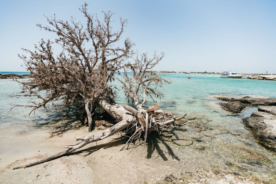 From Rethymno/Kavros: Elafonissi Pink Sand Beach Tour - The Elos coffee break: small town energy before the beach