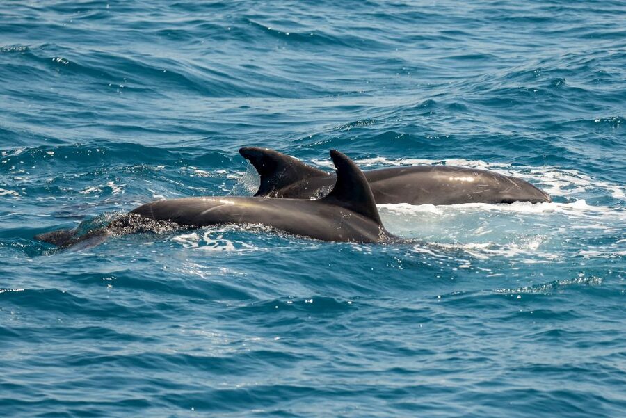From the Port of Kos: Full Day Boat Cruise to 3 Islands - Fish Farms, Dolphins, and the Real Reason This Cruise Feels Worth It