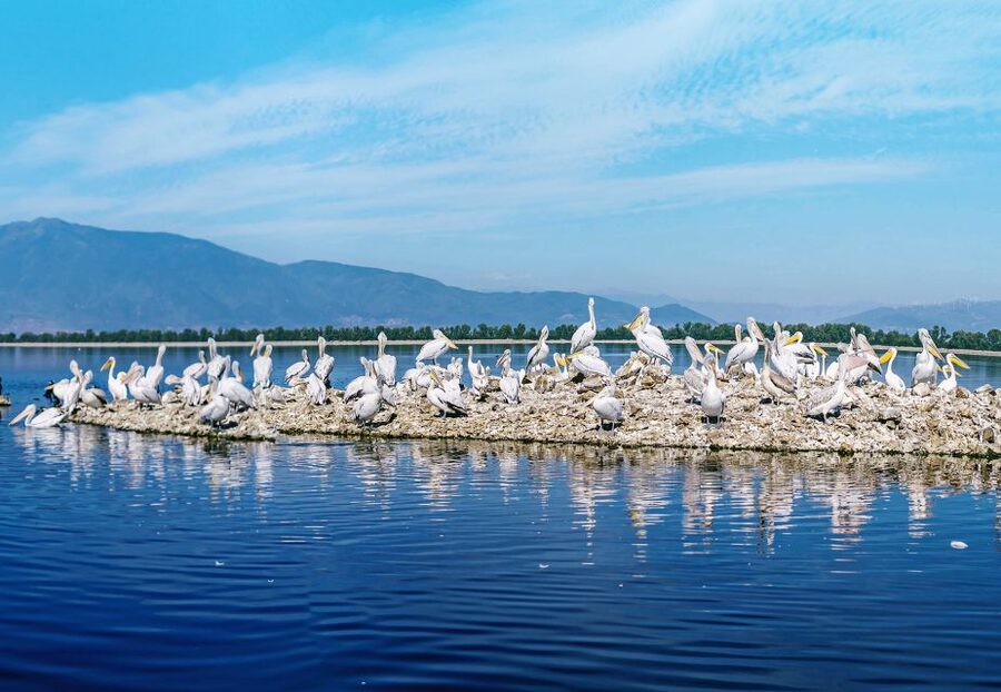 From Thessaloniki: Private Day Trip to Kerkini Lake - Key highlights to know before you go
