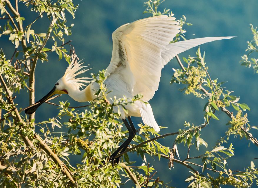 From Thessaloniki: Private Day Trip to Kerkini Lake - Bird watching at the dam area, and why the season matters