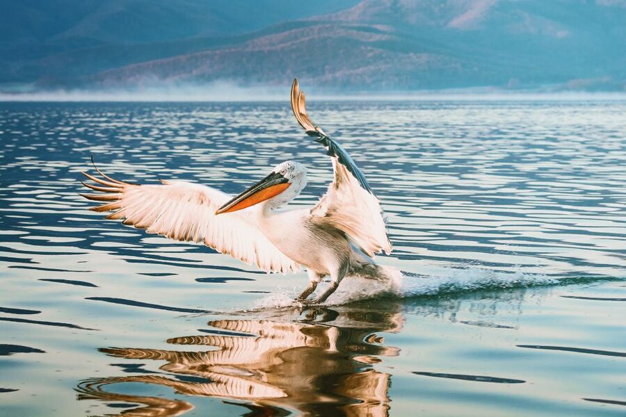 From Thessaloniki: Private Day Trip to Kerkini Lake - The return drive to Thessaloniki, and how to use it