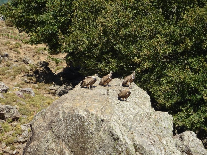 Georgioupolis Full-Day Land Rover Safari Experience - Key things I’d clock before booking