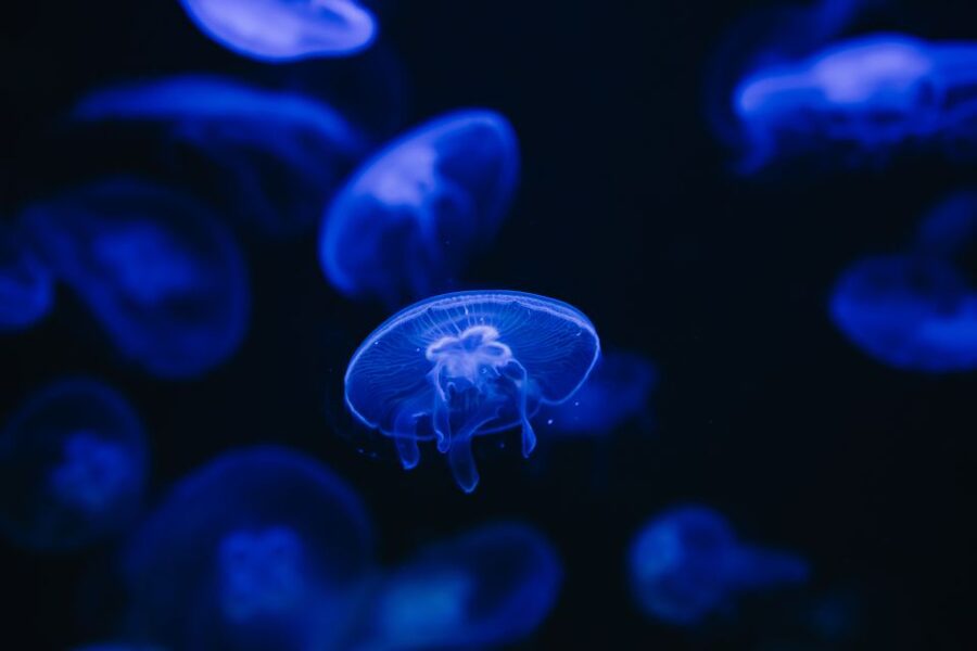 Heraklion Area: CRETAquarium Admission Ticket - CRETAquarium in Heraklion, what your ticket really includes