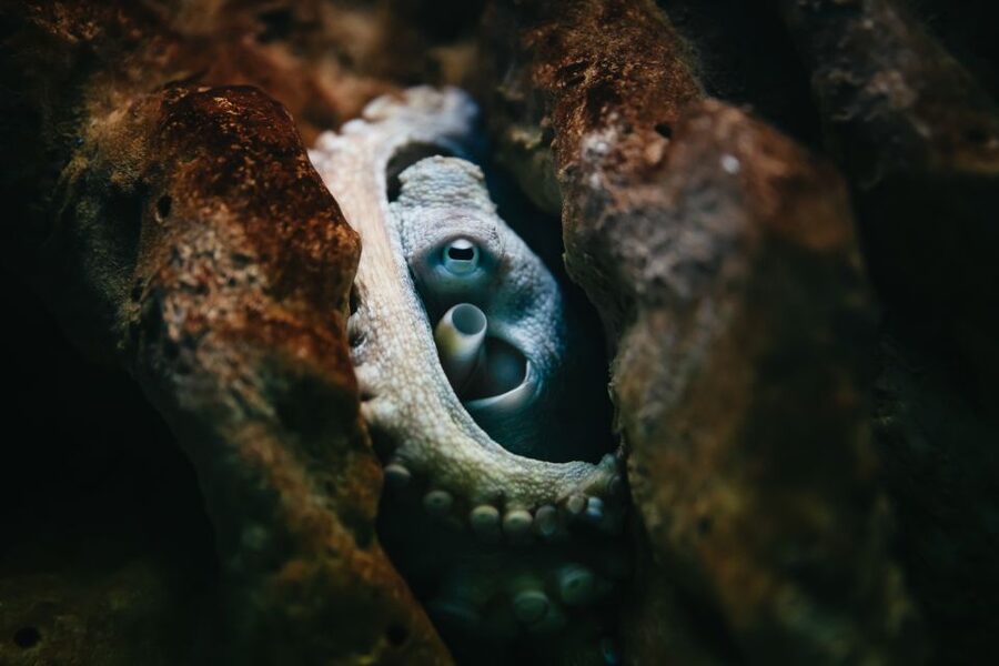 Heraklion Area: CRETAquarium Admission Ticket - The Mediterranean route, caves, crevices, and open-ocean drama